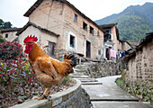 Rooster Perched on a Roadside Wall, Beijing, China