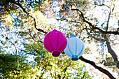 Lanterns Hanging Tree, Carmel Valley, California, United States