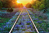 Blue Bonnets on Railroad Tracks, Texas, USA