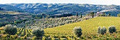 Grapevines and Olive Trees, Panzano in Chianti, Tuscany, Italy