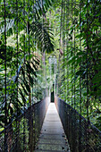 Footbridge in Costa Rican Forest, Arenal, Costa Rica