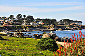 Coast area in the sunlight near Monterey, Highway 1, Pacificcoast, California, USA, America