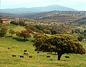 Fighting bulls, Toro Bravo and cows, breed of Ganaderia de Sancho Dávila, Sierra Morena, Andalusia, Spain