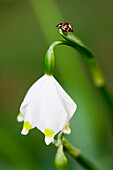 Ladybird on a spring snowflake, Leucojum vernum, Flower, Spring