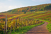 Rotweinwanderweg durch Weinberge beim Altenwegshof, Herbstfärbung, Ahr, Eifel, Rheinland-Pfalz, Deutschland, Europa