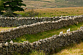 Stone walls above Rowen, Snowdonia National Park, Wales, UK