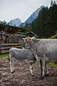 Kuh mit Kalb, Leutaschtal, Tirol, Österreich