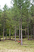 Ziege unter einem Nadelbaum, Leutaschtal, Tirol, Österreich