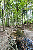 Stream Maisinger Bach passing a forest, Bavaria, Germany