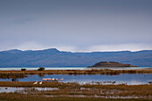 Flamingos im Vogelschutzgebiet Laguna Nimez am Lago Argentino, Nationalpark Los Glaciares, bei El Calafate, Patagonien, Argentinien