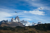Pair of condors, Mt. Fitz Roy, Los Glaciares National Park, near El Chalten, Patagonia, Argentina