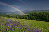 Blumenwiese und Regenbogen, Schwarzwald bei Freiburg im Breisgau, Baden-Würtemberg, Deutschland