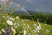 View over flower meadow to rainbow, near Freiburg im Breisgau, Black Forest, Baden-Wurttemberg, Germany