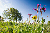 Blumenwiese und Wetterbuchen im Frühling, Schauinsland, Schwarzwald, Baden-Württemberg, Deutschland, Europa