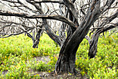 Burned coastal bush near Squeaky Beach, Wilsons Promontory National Park, Victoria, Australia