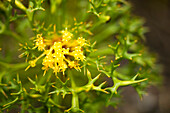 Wildblumen im Wilsons Promontory National Park, Victoria, Australien