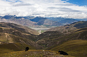 Yaks im Transhimalaya-Gebirge bei Lhasa, autonomes Gebiet Tibet, Volksrepublik China