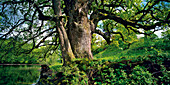 Old oak tree on Woerth island, Lake Staffelsee, Upper Bavaria, Germany, Europe