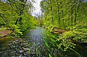 Buchen am Fluß Würm im Mühltal, Landkreis Starnberg, Oberbayern, Deutschland, Europa