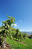 Row of apple trees in blossom, Eppan, Meran, South Tyrol, Italy