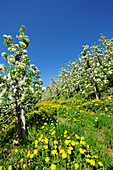 Row of apple trees in blossom, Eppan, Meran, South Tyrol, Italy, Europe