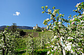 Reihen mit blühende Apfelbäume und Dorf mit Kirche im Hintergrund, Eppan, Meran, Südtirol, Italien, Europa
