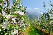 Blühende Apfelbäume, Berge im Hintergrund, Partschins, Vinschgau, Südtirol, Italien, Europa