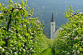 Apple trees in blossom, Our Lady of Lourdes church in background, Vinschgau, South Tyrol, Trentino-Alto Adige/Suedtirol, Italy