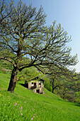 Old farmhouse on meadow in spring, Ritten, South Tyrol, Trentino-Alto Adige/Suedtirol, Italy