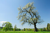 Blühender Obstbaum auf einer Wiese, Oberbayern, Bayern, Deutschland