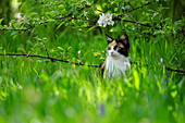 Cat in grass, Upper Bavaria, Bavaria, Germany