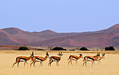 Blick auf Springböcke, Sossusvlei, Namibia, Afrika