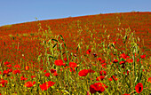 Poppies on a field in the sunlight, Tuscany, Italy, Europe