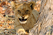 Junger Löwe, Etosha Nationalpark, Namibia, Afrika