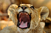 Junger Löwe brüllt, Etosha Nationalpark, Namibia, Afrika