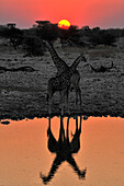 Giraffes at the waterhole at sunset, Okaukuejo, Etosha National Park, Namibia, Africa
