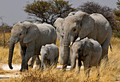 Elephants with cubs, Etosha National Park, Namibia, Africa