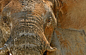 Portrait of an elephant, Etosha National Park, Namibia, Africa