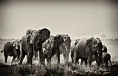 Eine Herde Elefanten im Etosha Nationalpark, Namibia, Afrika