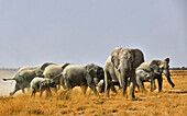 Elefanten, Etosha Nationalpark, Namibia, Afrika