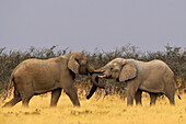 Fighting elephants, Etosha National Park, Namibia, Africa