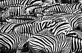 Eine Gruppe Zebras, Etosha Nationalpark, Namibia, Afrika