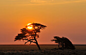 Umbrella Thorn Acacia at sunrise, Etosha, Namibia, Africa