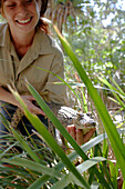 Ranger mit Babykrokodil, Bungalow Bay Koala Village, Horseshoe Bay, Nordküste Magnet Island, Great Barrier Reef Marine Park, UNESCO Weltkulturerbe, Queensland, Australien, Weltnaturerbe