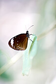 Brown butterfly, northcoast of Magnetic island, Great Barrier Reef Marine Park, UNESCO World Heritage Site, Queensland, Australia
