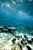 Shoal of blue reef fish, Wilson Island, part of the Capricornia Cays National Park, Great Barrier Reef Marine Park, UNESCO World Heritage Site, Queensland, Australia