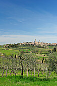 Blick über Weinberge auf Altstadt von San Gimignano, Toskana, Italien
