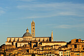 Dom von Siena erhebt sich über den Häusern der Stadt, Siena, UNESCO Weltkulturerbe Siena, Toskana, Italien