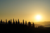 Cypresses in sunset, Val d´Orcia, UNESCO World Heritage Site Val d´Orcia, Tuscany, Italy