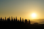 Zypressen vor untergehender Sonne, Val d´Orcia, UNESCO Weltkulturerbe Val d´Orcia, Toskana, Italien